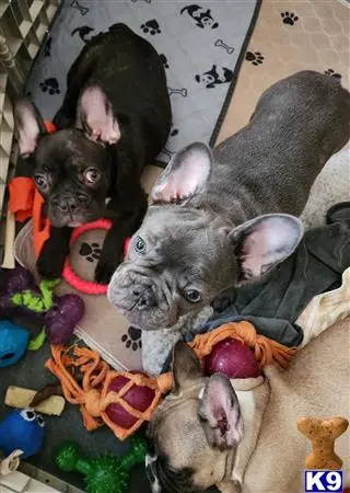 French Bulldog puppy for sale