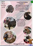 french bulldog puppy posted by jillzarealtor