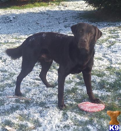 Labrador Retriever