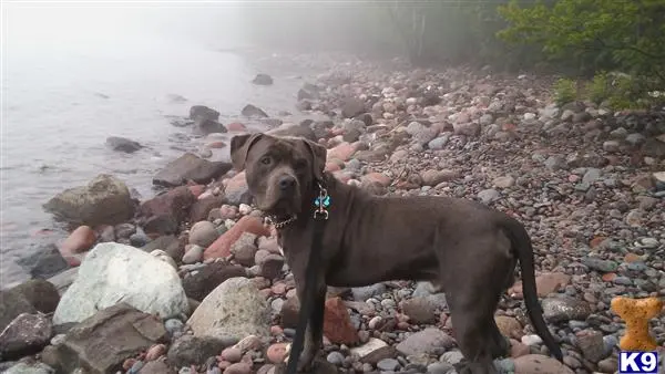 American Bully stud dog