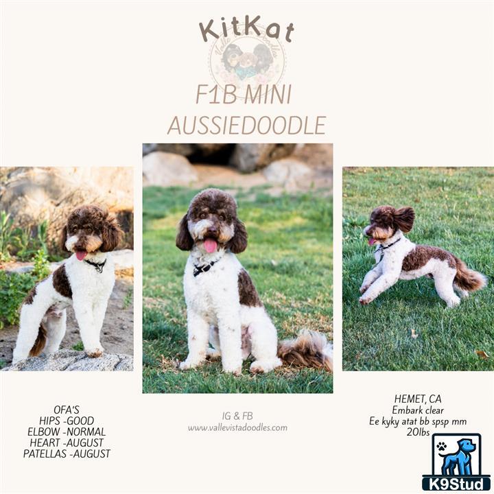 a collage of a aussiedoodle dog