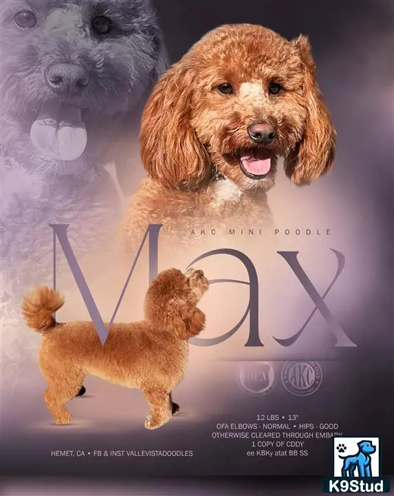 Poodle