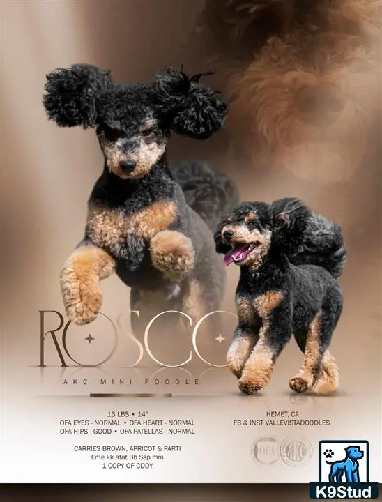 Poodle