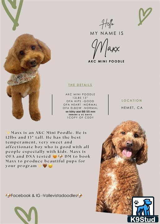 a couple of poodle dogs