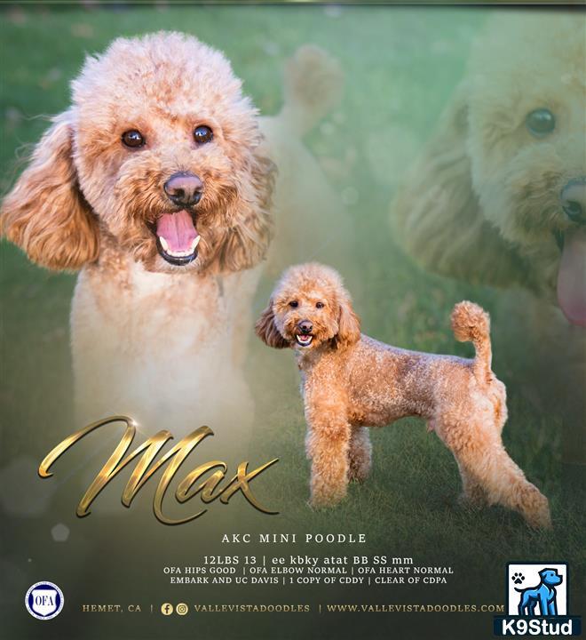 a poodle dog and a poodle puppy