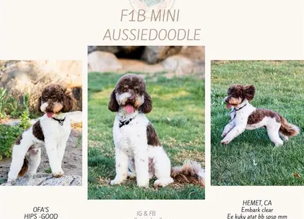 a collage of a aussiedoodle dog