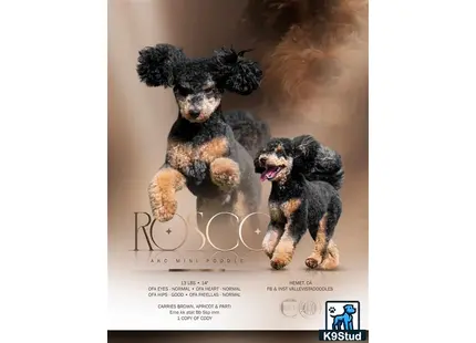 a couple of poodle dogs