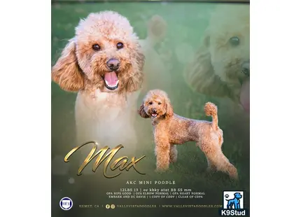 a poodle dog and a poodle puppy