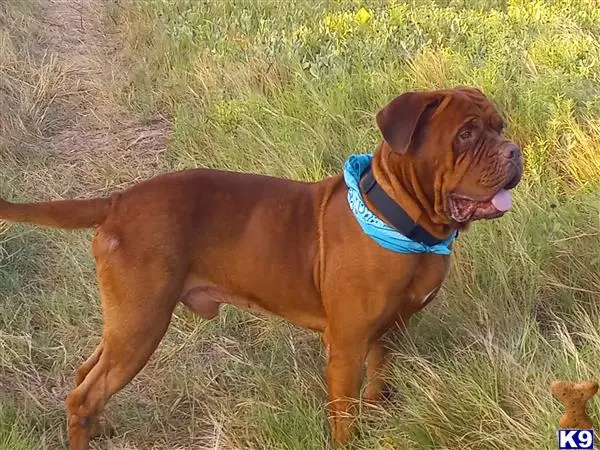 Dogue De Bordeaux stud dog: a dogue de bordeaux dog standing in a grassy area