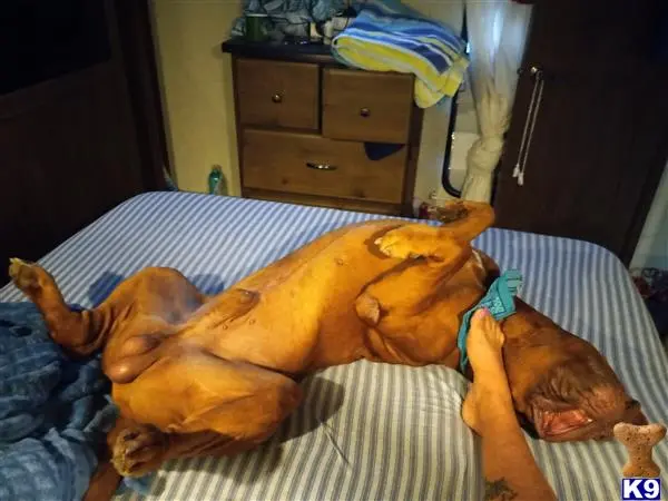 Dogue De Bordeaux stud dog: a dogue de bordeaux dog lying on a bed