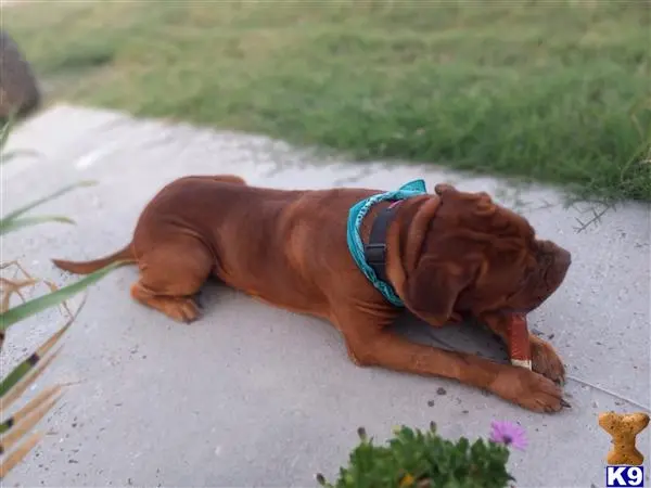 Dogue De Bordeaux stud dog: a dogue de bordeaux dog lying on the ground