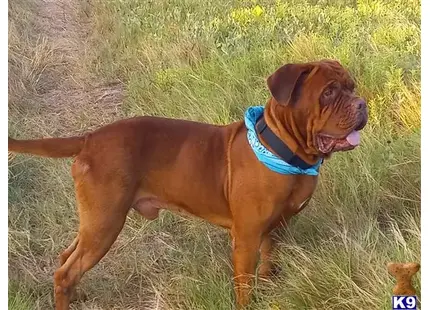 Dogue De Bordeaux stud dog: a dogue de bordeaux dog standing in a grassy area