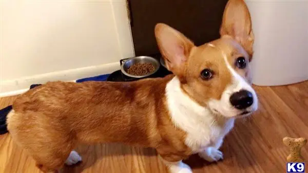 Pembroke Welsh Corgi stud dog