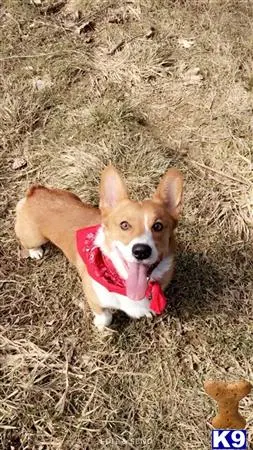 Pembroke Welsh Corgi stud dog