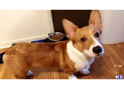 Pembroke Welsh Corgi