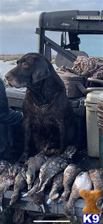 a labrador retriever dog sitting on a chair
