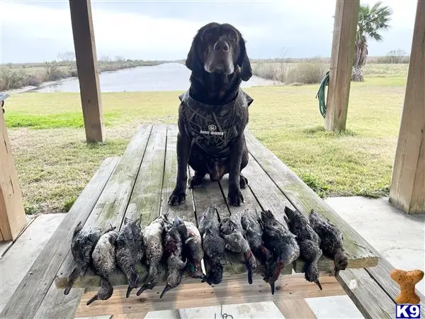 Labrador Retriever stud dog