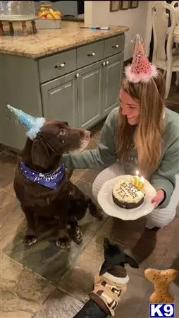 Labrador Retriever stud dog