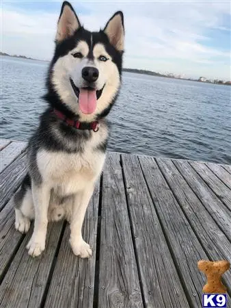 Siberian Husky stud dog