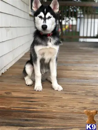 Siberian Husky stud dog