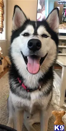 Siberian Husky stud dog