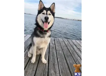 Siberian Husky