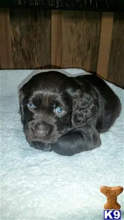 Boykin Spaniels