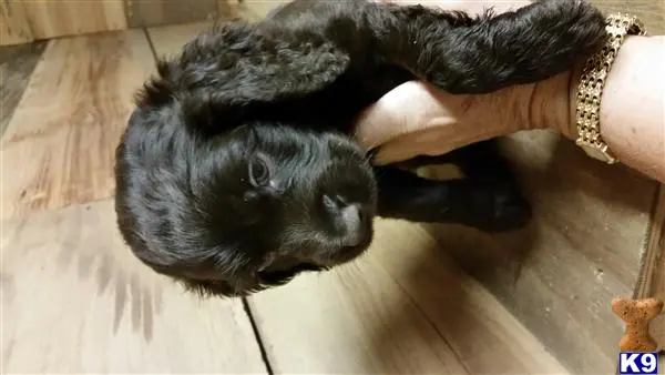 Boykin Spaniels puppy for sale