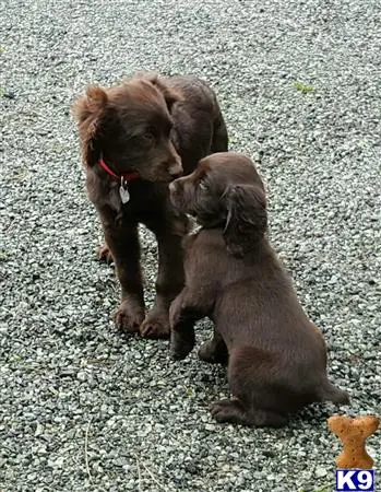 Boykin Spaniels puppy for sale