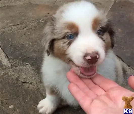 Australian Shepherd puppy for sale