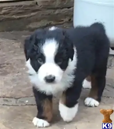 Australian Shepherd puppy for sale