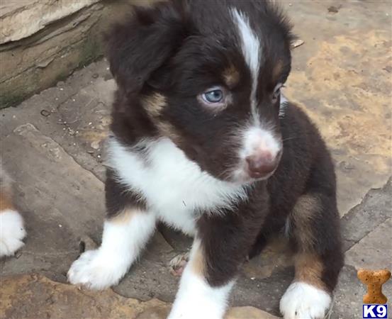 a australian shepherd puppy standing on dirt