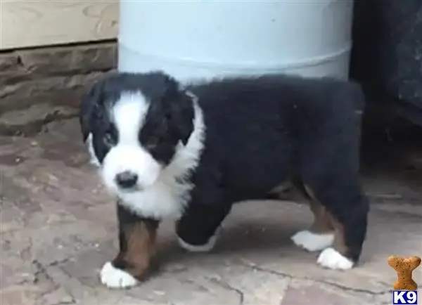 Australian Shepherd puppy for sale