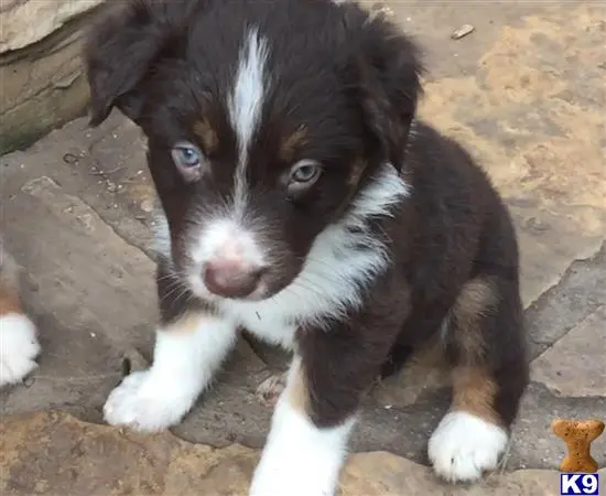 Australian Shepherd puppy for sale