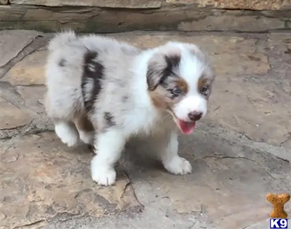 Australian Shepherd puppy for sale