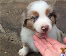 Australian Shepherd