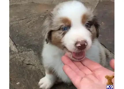 Australian Shepherd