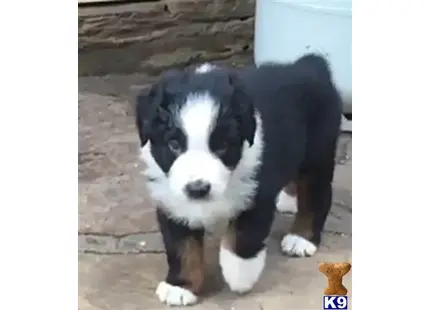 Australian Shepherd