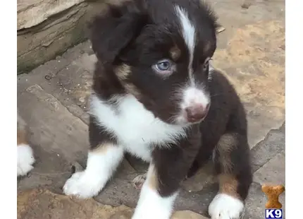 Australian Shepherd