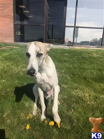 Whippet stud dog