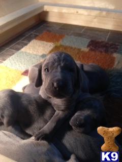 weimaraner puppy posted by jinxdaisy
