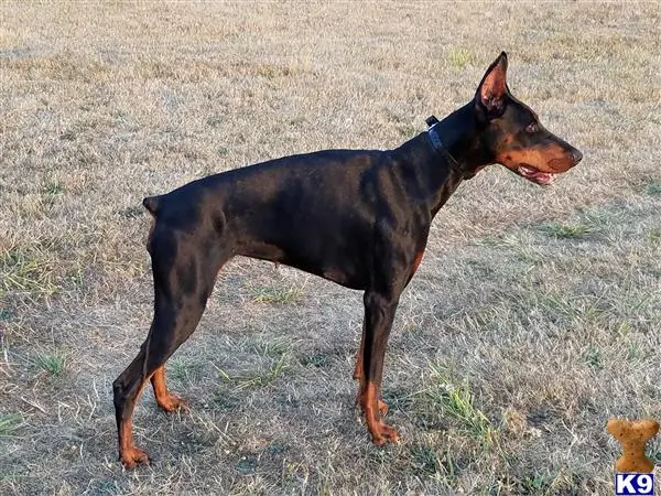 Doberman Pinscher