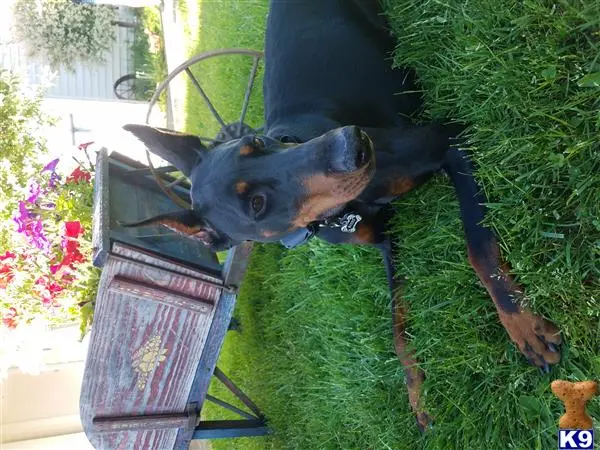 Doberman Pinscher female dog