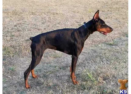 Doberman Pinscher