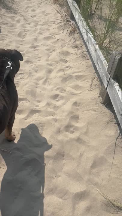 American Bully stud dog: Error: Operation returned an invalid status code BadRequest<br/>Stack Trace:    at Microsoft.Azure.CognitiveServices.Vision.ComputerVision.ComputerVisionClient.<DescribeImageInStreamWithHttpMessagesAsync>d__41.MoveNext()
--- End of stack t