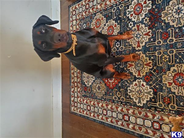 Doberman Pinscher dog