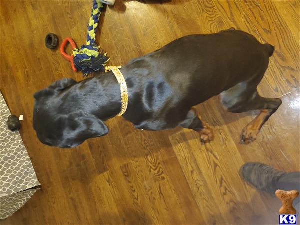 Doberman Pinscher dog