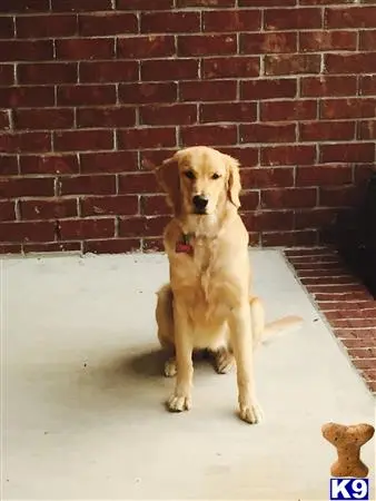 Golden Retriever female dog