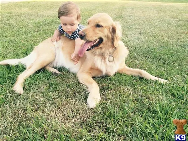 Golden Retriever female dog