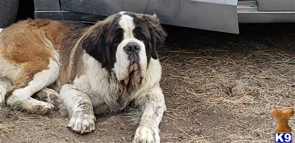 Saint Bernard stud dog